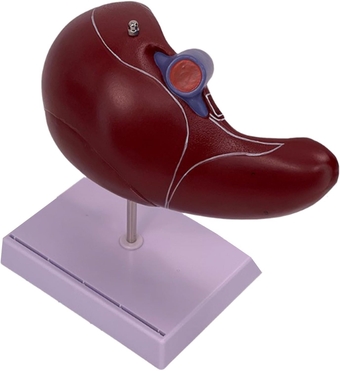 Human Liver Anatomy Model for Study Life Size Liver Model Anatomy Shows Details of Liver Blood Vascular System Liver Model Anatomy Human Liver Anatomy Model Anatomy and Physiology Heart Model