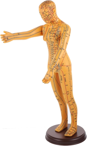 1pc Mannequin Human Acupuncture Model Anatomy Female Body Model Female Acupuncture Model Female Bones Structures Model Human Skeleton Model Human Model 3D Human Body China PVC